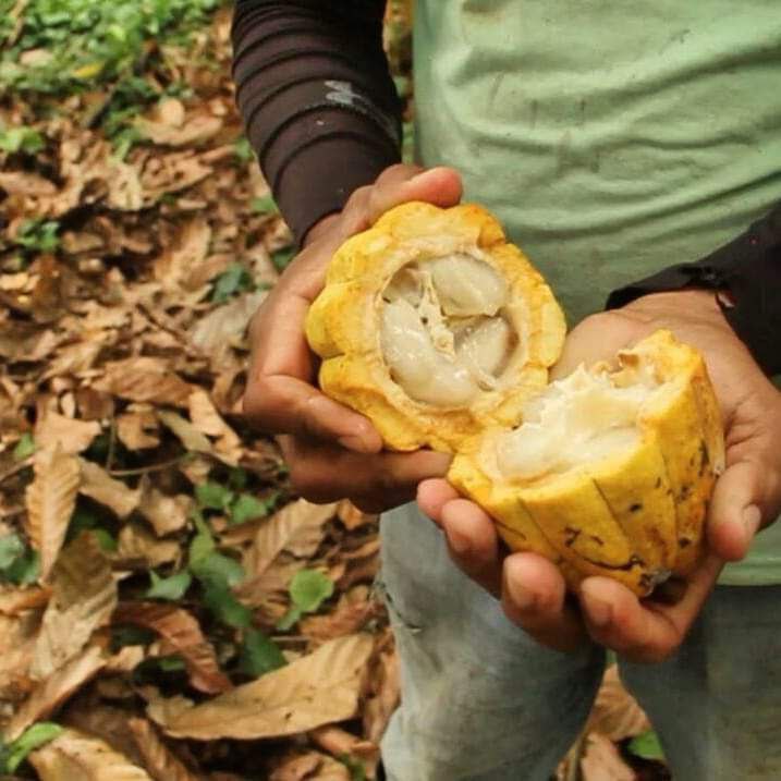 Análisis científico de los flavanoles