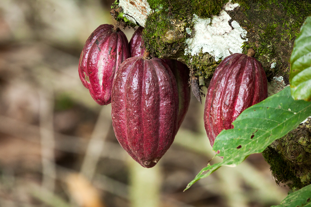 Bosque de cacao tradicional guatemalteco